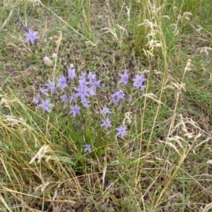 Caesia calliantha at Rendezvous Creek, ACT - 25 Dec 2014 11:39 AM