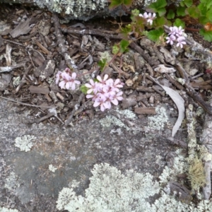 Pelargonium australe at Rendezvous Creek, ACT - 25 Dec 2014 12:00 AM