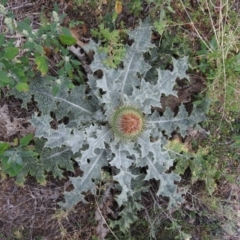 Onopordum acanthium (Scotch Thistle) at Fadden, ACT - 28 Mar 2016 by ArcherCallaway