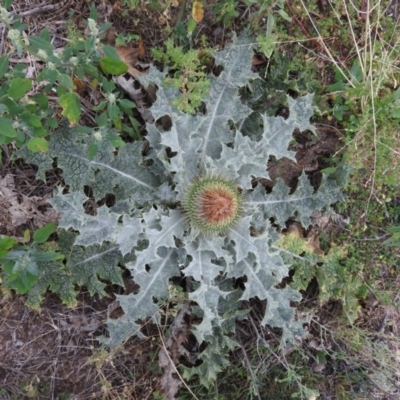 Onopordum acanthium (Scotch Thistle) at Fadden, ACT - 27 Mar 2016 by RyuCallaway