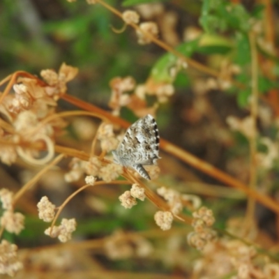 Theclinesthes serpentata (Saltbush Blue) at Fadden, ACT - 27 Mar 2016 by RyuCallaway