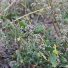 Chenopodium album (Fat Hen) at Fadden, ACT - 27 Mar 2016 by RyuCallaway