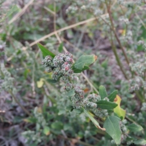 Chenopodium album at Fadden, ACT - 28 Mar 2016 10:17 AM