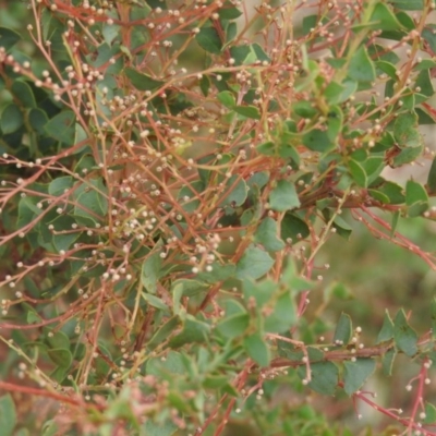 Acacia pravissima (Wedge-leaved Wattle, Ovens Wattle) at Fadden, ACT - 28 Mar 2016 by ArcherCallaway