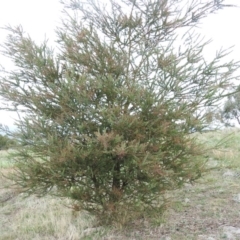 Acacia pravissima at Fadden, ACT - 28 Mar 2016