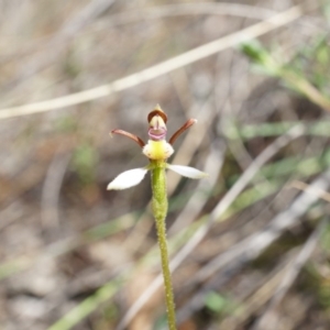 Eriochilus cucullatus at Belconnen, ACT - suppressed