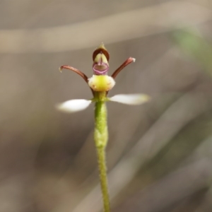 Eriochilus cucullatus at Belconnen, ACT - suppressed