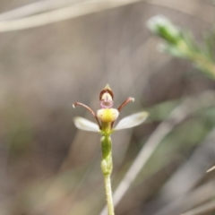 Eriochilus cucullatus at Belconnen, ACT - suppressed