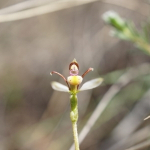 Eriochilus cucullatus at Belconnen, ACT - suppressed