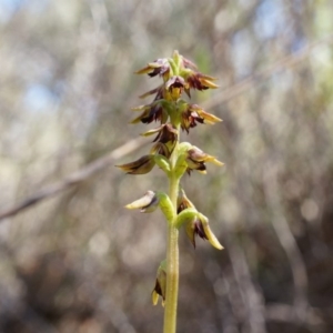 Corunastylis clivicola at Belconnen, ACT - 22 Mar 2014