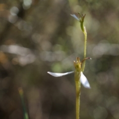 Eriochilus cucullatus (Parson's Bands) at Aranda Bushland - 22 Mar 2014 by AaronClausen