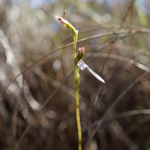 Eriochilus cucullatus at Belconnen, ACT - suppressed