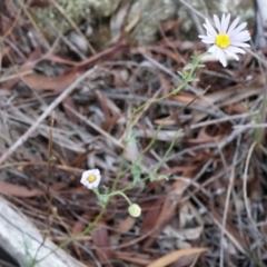 Brachyscome rigidula (Hairy Cut-leaf Daisy) at Hackett, ACT - 23 Mar 2014 by AaronClausen