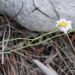 Brachyscome rigidula at Hackett, ACT - 23 Mar 2014