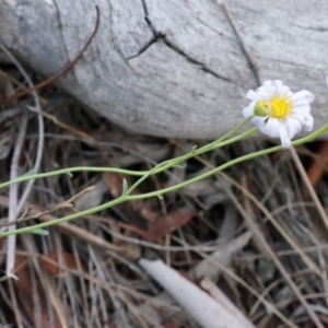 Brachyscome rigidula at Hackett, ACT - 23 Mar 2014