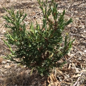 Styphelia triflora at Majura, ACT - 23 Mar 2014