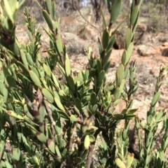 Styphelia triflora at Majura, ACT - 23 Mar 2014