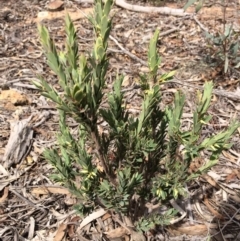 Styphelia triflora (Five-corners) at Majura, ACT - 23 Mar 2014 by AaronClausen