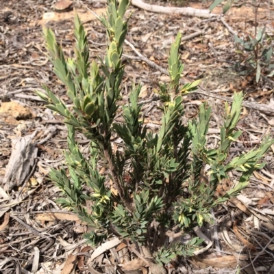 Styphelia triflora (Five-corners) at Majura, ACT - 23 Mar 2014 by AaronClausen