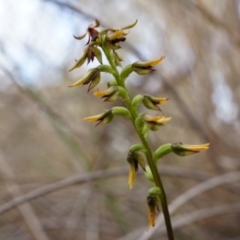 Corunastylis clivicola (Rufous midge orchid) at Belconnen, ACT - 25 Mar 2014 by AaronClausen