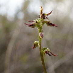 Corunastylis clivicola (Rufous midge orchid) at Belconnen, ACT - 25 Mar 2014 by AaronClausen