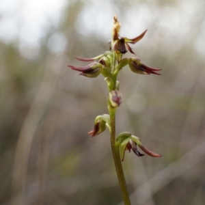 Corunastylis clivicola at Belconnen, ACT - 25 Mar 2014