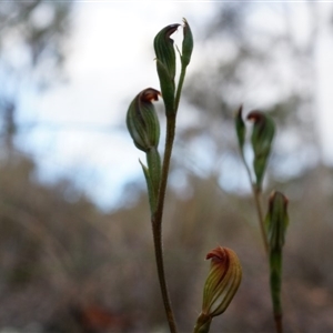 Speculantha rubescens at Point 3852 - suppressed