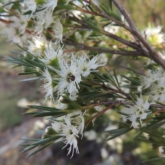 Kunzea ericoides (Burgan) at Tennent, ACT - 20 Dec 2014 by michaelb