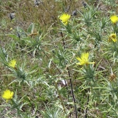 Carthamus lanatus (Saffron Thistle) at Farrer Ridge - 12 Dec 2014 by galah681