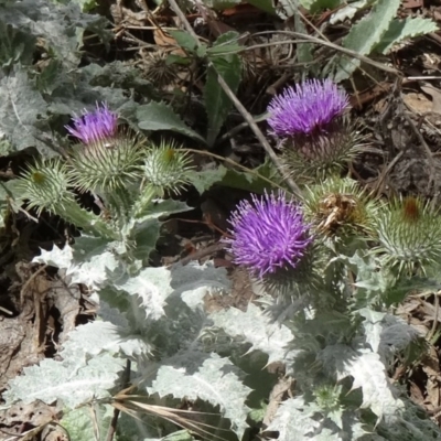 Onopordum acanthium (Scotch Thistle) at Farrer Ridge - 12 Dec 2014 by galah681