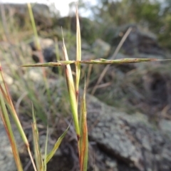 Cymbopogon refractus at Pine Island to Point Hut - 11 Dec 2014