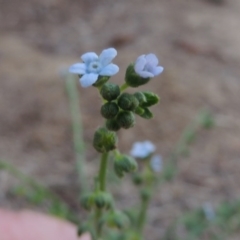 Cynoglossum australe (Australian Forget-me-not) at Pine Island to Point Hut - 11 Dec 2014 by michaelb