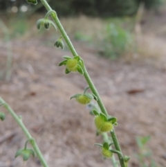 Cynoglossum australe at Pine Island to Point Hut - 11 Dec 2014