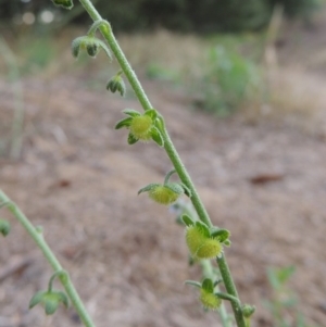 Cynoglossum australe at Pine Island to Point Hut - 11 Dec 2014