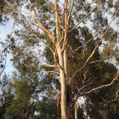 Eucalyptus viminalis (Ribbon Gum) at Bonython, ACT - 11 Dec 2014 by michaelb