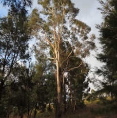 Eucalyptus viminalis at Pine Island to Point Hut - 11 Dec 2014 07:49 PM