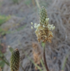 Plantago lanceolata (Ribwort Plantain, Lamb's Tongues) at Pine Island to Point Hut - 5 Nov 2014 by michaelb