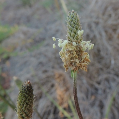 Plantago lanceolata (Ribwort Plantain, Lamb's Tongues) at Pine Island to Point Hut - 5 Nov 2014 by michaelb