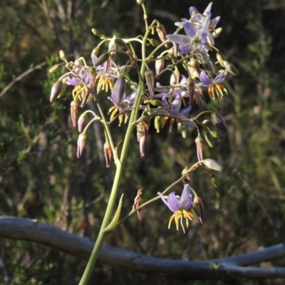 Dianella sp. aff. longifolia (Benambra) (Pale Flax Lily, Blue Flax Lily) at Tennent, ACT - 13 Dec 2014 by MichaelBedingfield