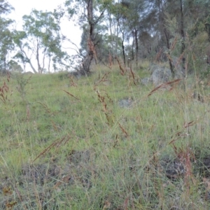 Sorghum leiocladum at Tennent, ACT - 13 Dec 2014 07:36 PM