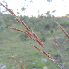 Sorghum leiocladum at Tennent, ACT - 13 Dec 2014 07:36 PM