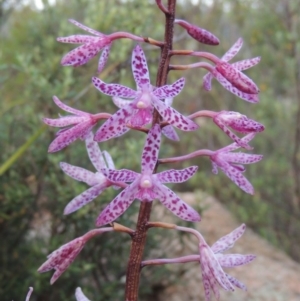 Dipodium punctatum at Tennent, ACT - 26 Dec 2014