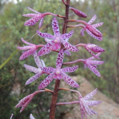 Dipodium punctatum (Blotched Hyacinth Orchid) at Tennent, ACT - 26 Dec 2014 by MichaelBedingfield