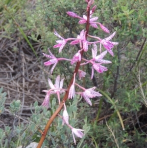 Dipodium punctatum at Tennent, ACT - 26 Dec 2014