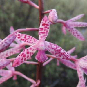 Dipodium punctatum at Tennent, ACT - 26 Dec 2014