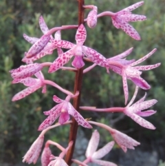 Dipodium punctatum at Tennent, ACT - 26 Dec 2014