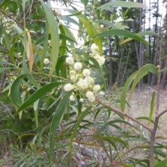 Acacia implexa (Hickory Wattle, Lightwood) at Isaacs, ACT - 20 Jan 2015 by Mike