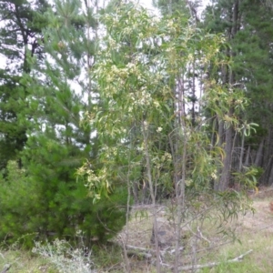 Acacia implexa at Isaacs, ACT - 20 Jan 2015 09:00 AM