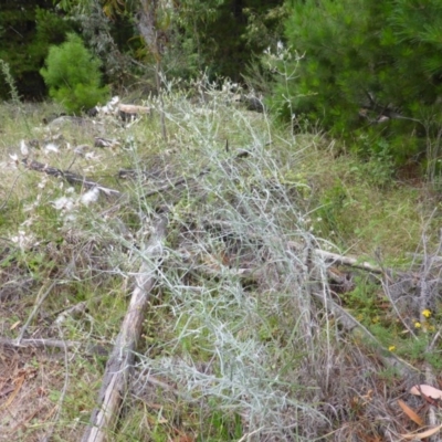 Senecio quadridentatus at Isaacs, ACT - 20 Jan 2015 by Mike