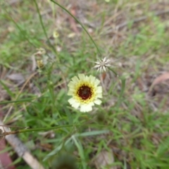 Tolpis barbata (Yellow Hawkweed) at Isaacs, ACT - 20 Jan 2015 by Mike